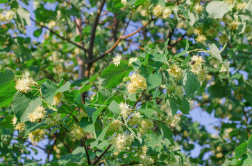 Blooming linden tree. Leaves and flowers of linden tree, selective focus