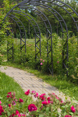 Fototapeta premium Green alley of purple roses on a sunny day