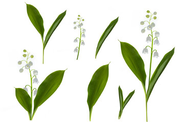 Lily of the valley flower on white background.