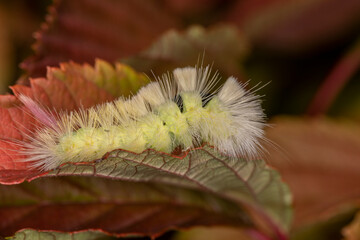 Raupe des Buchenstreckfuss makro im Herbst