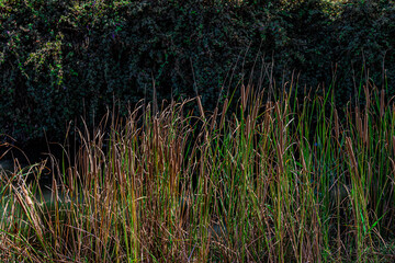 brown reeds in the wind