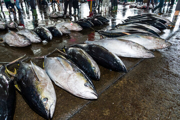 Frozen bluefin tuna at the fish market waiting for auction, Donggang fish market auction scene in...