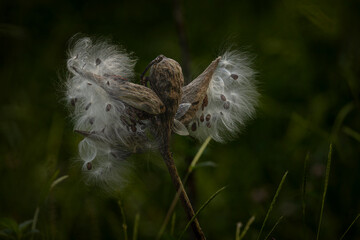 Milkweed pods spills its seeds