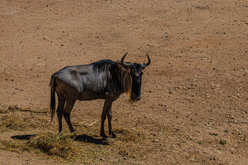 wild blue wildebeest in the desert