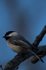 Black-capped Chickadee perched on a tree branch