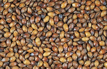 Heap of Roasted Barley Kernel for Brewing Barley Tea or Mugicha