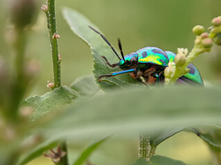 bug on a leaf