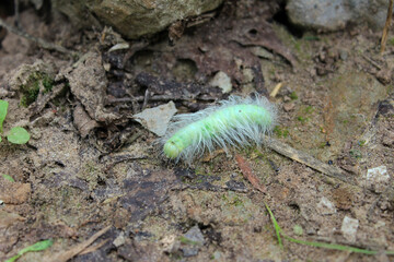 a small green caterpillar shaggy hairy crawling on the ground