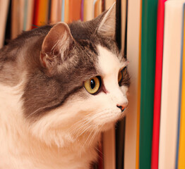 Kot siedzący na książkach.