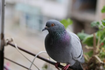 Closeup shot of a pigeon perched on a branch