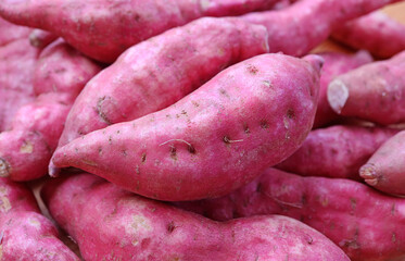 Closeup Heap of Raw Purple Sweet Potatoes on Wooden Background
