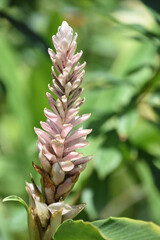 Pretty Pale Pink Flowering Tropical Flower in Bloom