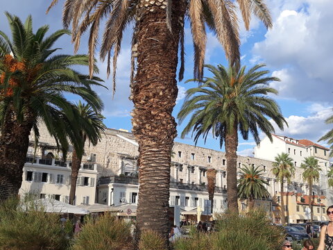 Split, Croatia- August 2022: The ruins of the Roman Emperor Diocletian's palace and palm trees.
