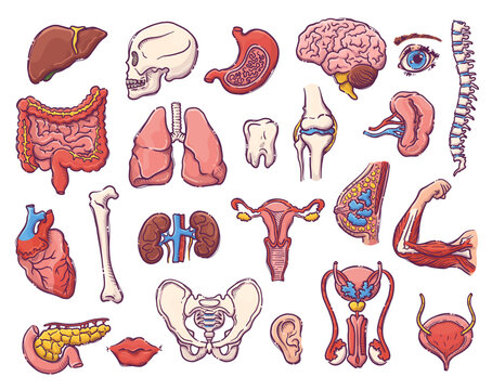 Humans and animals internal organs. Collection of body parts on a medical theme for posters, leaflets, books, stickers. Human organ anatomy set. Vector hand drawn style illustration.