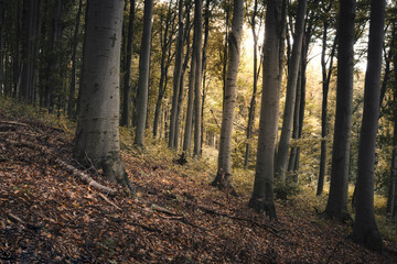 natural woods landscape in autumn