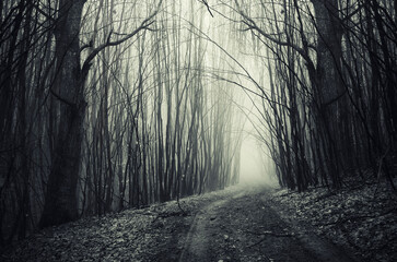 dark forest road at night, scary halloween landscape