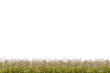 Flower meadow png as background or overlay for your works.