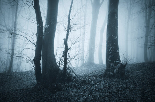 dark mysterious woods, halloween background