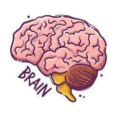 Brain. Humans and animals internal organs. Medical theme for posters, leaflets, books, stickers. Human organ anatomy. Vector hand drawn style illustration.
