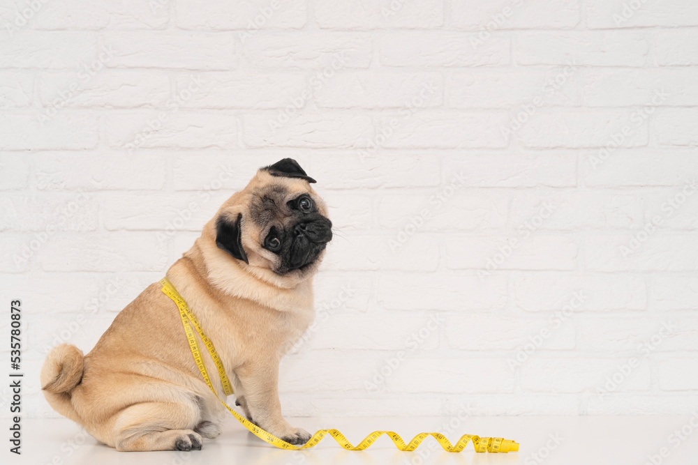 Wall mural a cute fat pug sits wrapped in a yellow measuring tape near a white brick wall. the concept of diet 