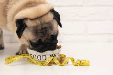 A cute pug eats from a bowl wrapped with yellow measuring tape near a white brick wall. The concept...