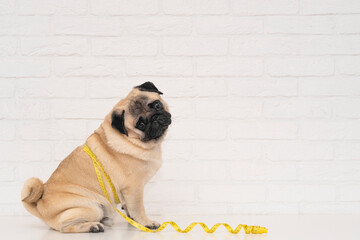 A cute fat pug sits wrapped in a yellow measuring tape near a white brick wall. The concept of diet...