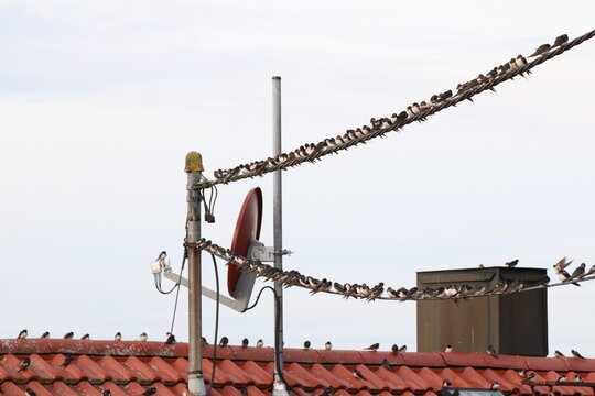 V&ouml;gel sitzen auf einer Leitung neben einer Sat Anlage auf einem Dach.
Vogel, Satellitenanlage, sitzend, Schornstein, Kamin