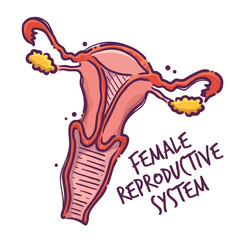 Female reproductive system. Humans and animals internal organs. Medical theme for posters, leaflets, books, stickers. Human organ anatomy. Vector hand drawn style illustration.
