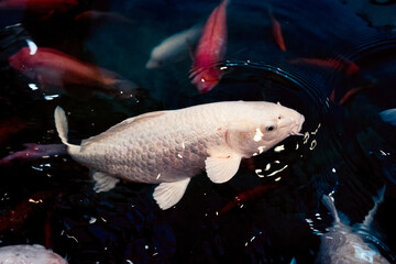 White Koi fish swimming in pond