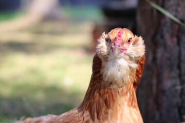 Araucana chicken. Domestic chicken breeds. Rural scene of village life.
