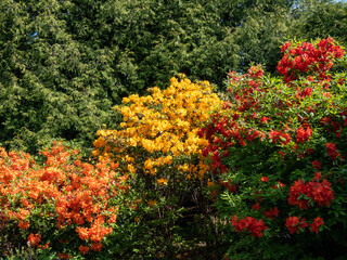 View of the different shrubs of the Rhododendron flowering with clusters of bright orange, yellow and red flowers