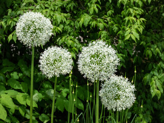 The ornamental onion (Allium Regel) 'Mount Everest' flowering with wide umbels of pure-white flowers atop sturdy, upright stems in garden - obrazy, fototapety, plakaty