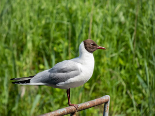 The black-headed gull (Chroicocephalus ridibundus) standing on a metal rod with green vegetation in background