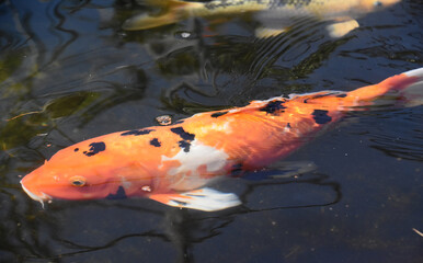 Large Orange and Black Koi Fish Swimming