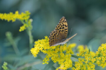butterfly on yellow flower, macro