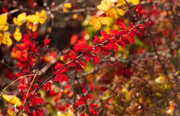 barberry plant bush with red leaves on branch in autumn. fall season