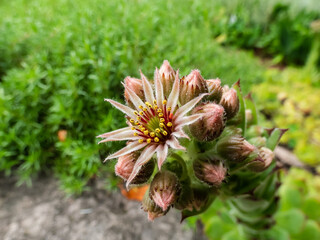 Macro shot of the Sempervivum species flowering with star shaped, pink and yellow flower with many petals
