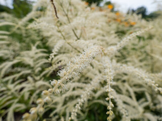 The goatsbeard (Aruncus dioicus) 'Kneiffii' flowering in the garden with showy, plume-like spikes of tiny, cream colored flowers which rise above the foliage