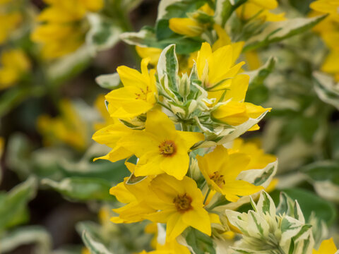 The yellow loosestrife (Lysimachia punctata) 'Variegata' with brightly coloured, golden-yellow variegated leaves flowering with bright yellow flowers