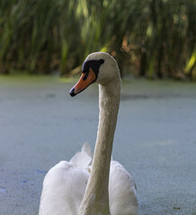 swan on the lake