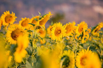 A beautiful sunflower field in the morning as a view from behind.