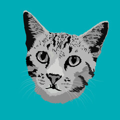 cat face vector illustration isolated on green background.