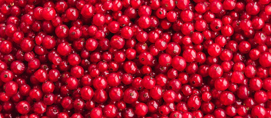 Red currant, close-up natural background banner wallpaper panorama. Texture of ripe red currant berries. Harvesting farm organic food concept