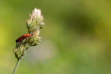 fulva beetle on a grass. green background with space for copy space. macro nature and fauna photography.