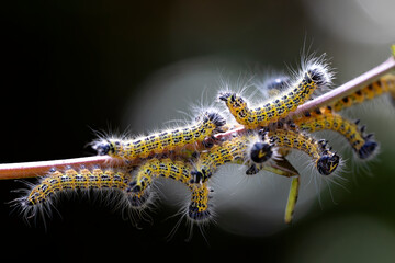 cabbage caterpillars on a branch with dewdrops in the background as bokeh. macro nature and wildlife photography.