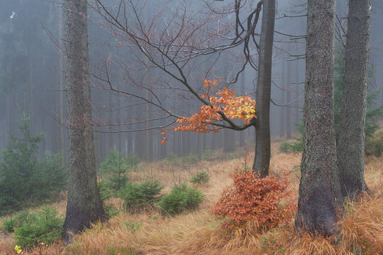 Autumn forrest with color leaves