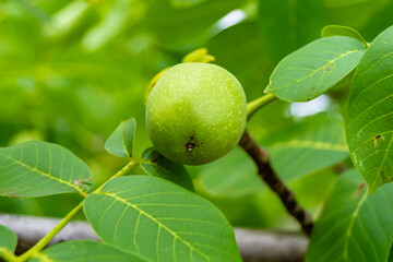 Photography on theme beautiful nut branch walnut tree