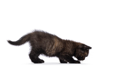Very tiny curious little tortie British Shorthair cat kitten, walking side ways. Sniffing on the floor. Isolated on a white background.