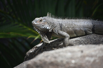 Iguana Crawling Across A  Rock Sunning Himself
