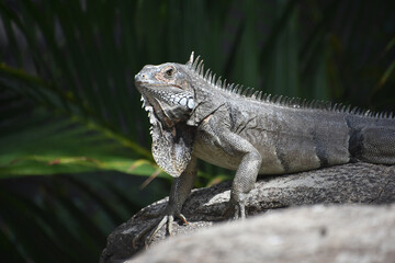 Large Common Iguana Posing on a Rock